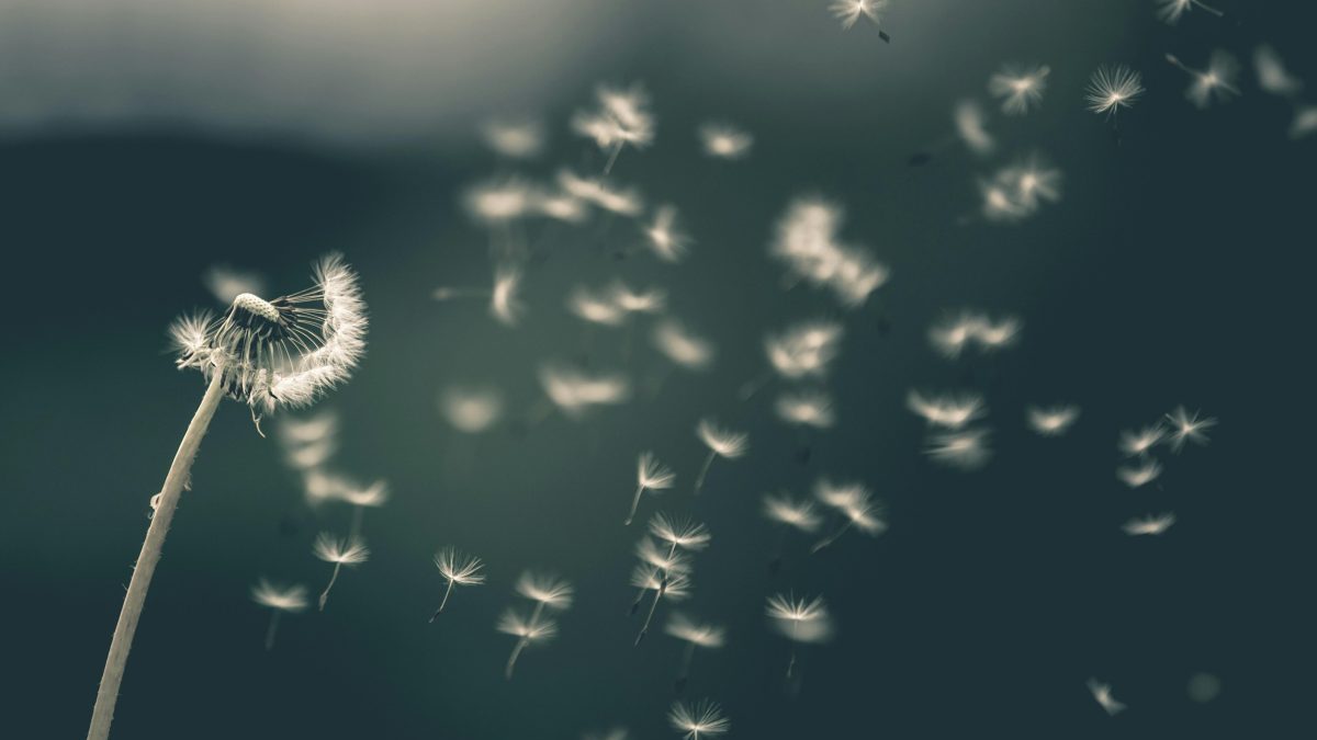 pissenlit hypertension