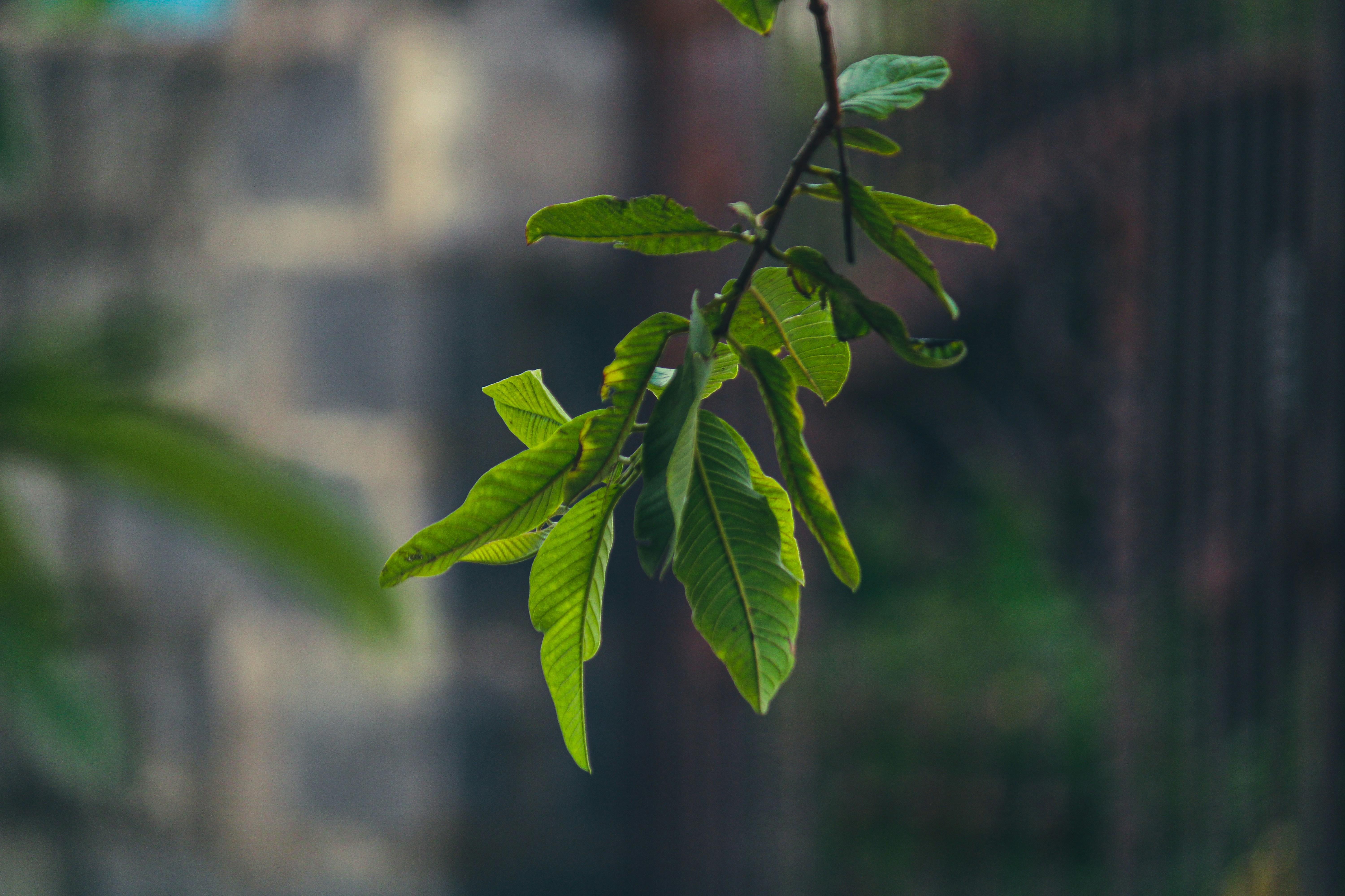 feuille de goyave zinc de goyave