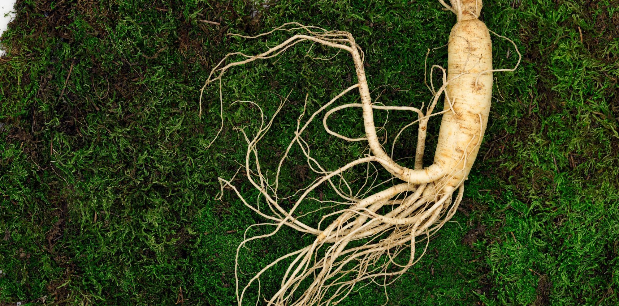 ginseng rouge